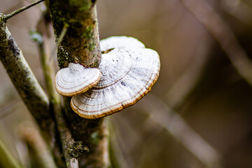 mushroom on a tree