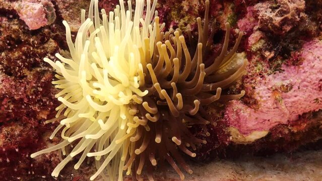 Anemona gigante Condylactis gigantea moviendo sus tent&aacute;culos conforme la marea y muchas larvas de pez a su alrededor