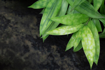 Close-up of Dracaena surculosa, bamboo plants with green-yellow leaves, dark green stripe in the...