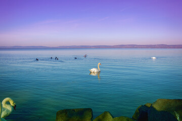 Swans at the shore of the lake Balaton.Siofok,Hungary.
