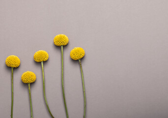Yellow Craspedia balls and dry thistle flowers on a brown background with copy space. Greeting card.