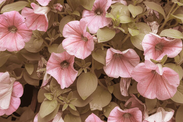 Green faded background with pink petunia flowers.Peach background.Tinted image.