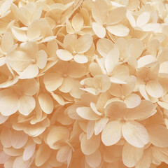 Delicate natural background of white hydrangea flowers on a peach background. Selective focus....