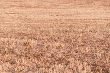 Fototapeta premium Mowed field in autumn. Warm brown pastel colors in nature.Place for text.Toned image.