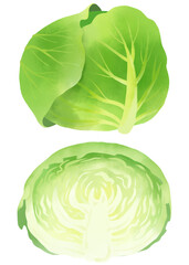 水彩で描いたキャベツのイラスト素材セット／Cabbage illustration material set drawn in watercolor
