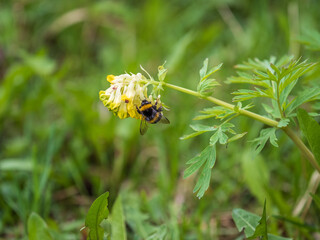 A bee collects nectar from yellow flowers of Corydalis nobilis, the Siberian corydalis, is a perennial plant native to Siberia, Xinjiang and Kazakhstan