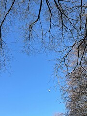 the last leaf on the bare branches of a tree against the blue sky. late fall