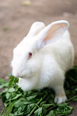 Cute white rabbit at farmyard.