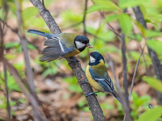 A Great tit feeding its fledgling