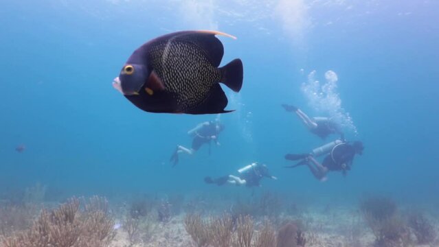 Cachama negra o pez ángel francés pomacanthus paru nadando sobre el arrecife y al fondo se ven buzos.