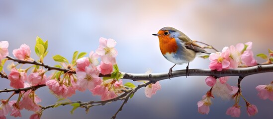 Fototapeta premium A vibrant robin perches on a blossoming pink apple tree branch, singing in the spring garden.