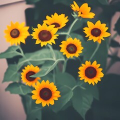 sunflowers on a white background