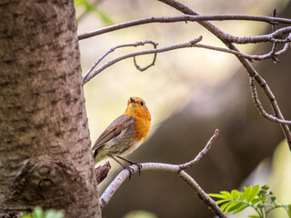 European Robin, Erithacus rubecula, song bird sits on tree in the spring forest or park