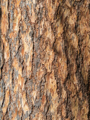 Texture of pine bark background