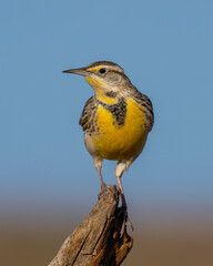 Meadowlark