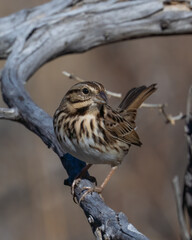Song Sparrow
