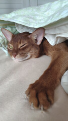 A sly red cat peeks out from under the blanket. Squint