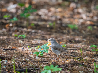 European Robin, Erithacus rubecula, song bird sits on ground in the spring forest or park