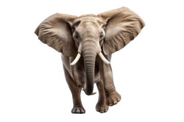 Elephant Running Isolated