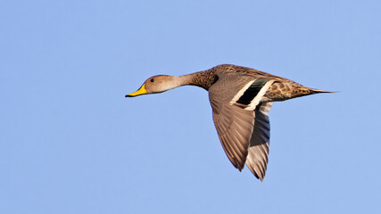 Speckled teal in flight