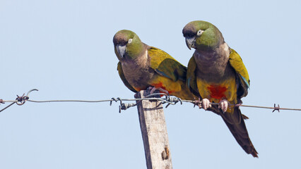 Two burrowing parakeets perched on a fence