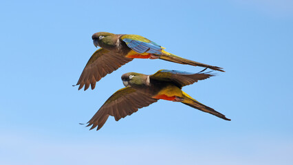 Couple of Burrowing parakeets flying in full sun