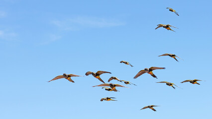 Flock of Burrowing parakeets in flight