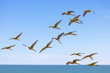 Flock of Burrowing parakeets flying over the sea