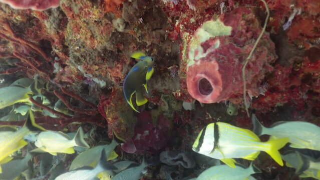 Pez Angel colorido holacanthus ciliaris nadando suavemente en arrecife entre cardumen de otras especies.