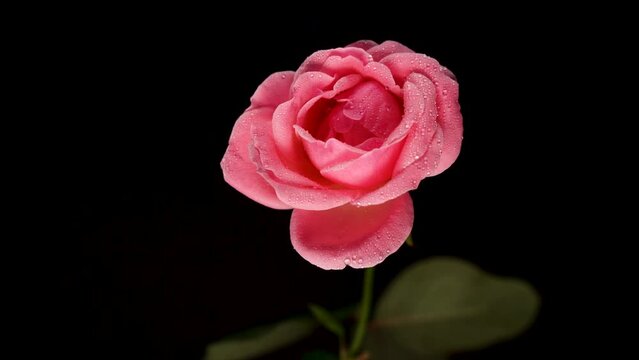 Moving away from a pink blurry rose with black background 2