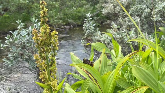 Plants (Veratrum album, false helleborine, white hellebore) by a small creek in Northern Norway