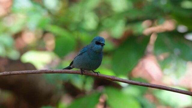 Perched on a horizontal vine as a black ant approaches as seen from its back, turns around looking to the right and flies away to the right, Verditer Flycatcher Eumyias thalassinus, Thailand