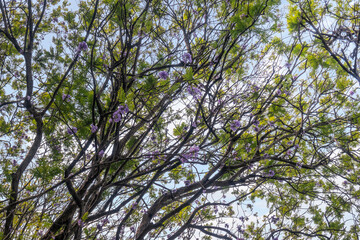 Trees