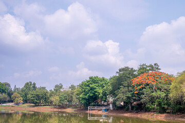 Obraz premium Trees on the park