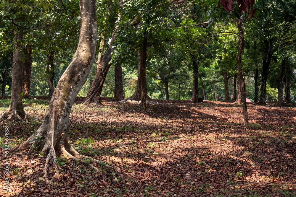 Canvas Prints Trees on the field