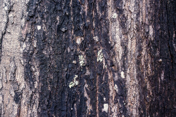 Closeup view of wooden tree trunk