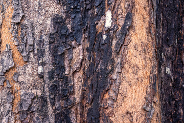 Closeup view of wooden tree trunk