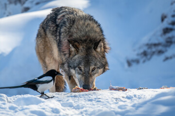 Gray wolf eat meat in the winter forest with magpie. Wolf in the nature habitat