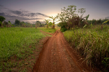 Trees on a rural road