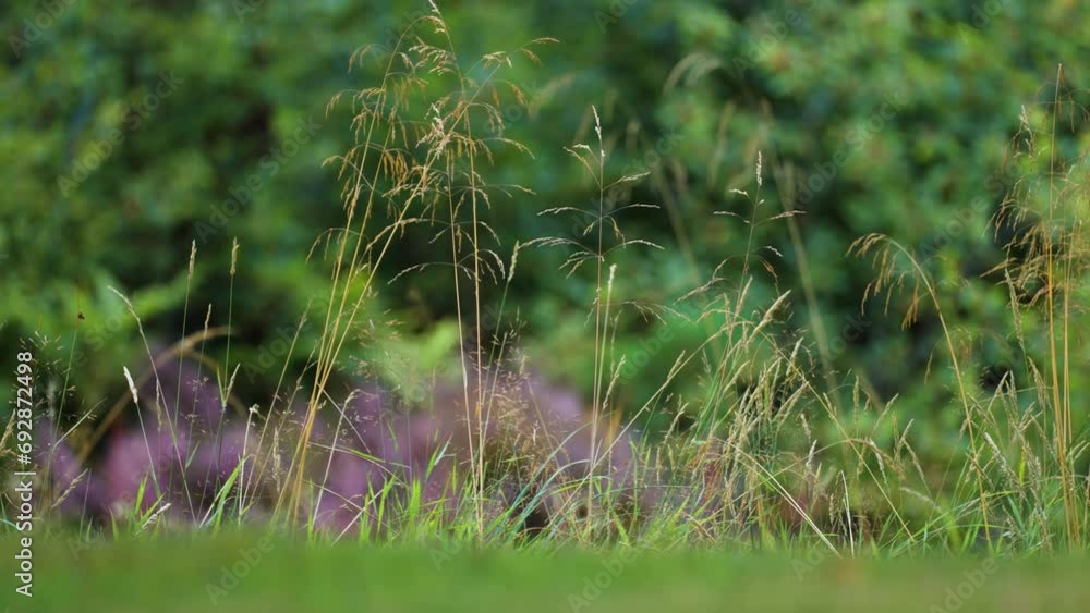 Poster thin wispy ears of grass on the green lawn. parallax shot, bokeh background