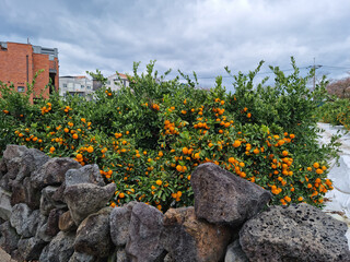 This is a Jeju tangerine farm with basalt stone walls.