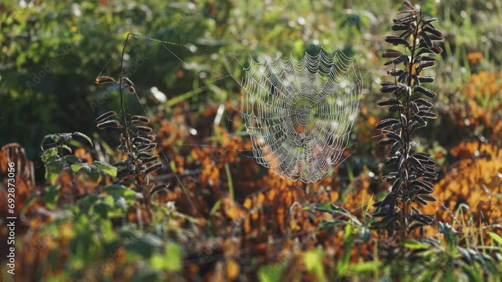 Poster a thin and delicate spiderweb suspended between the dry stems of the lupine. dry seedpods on the ste