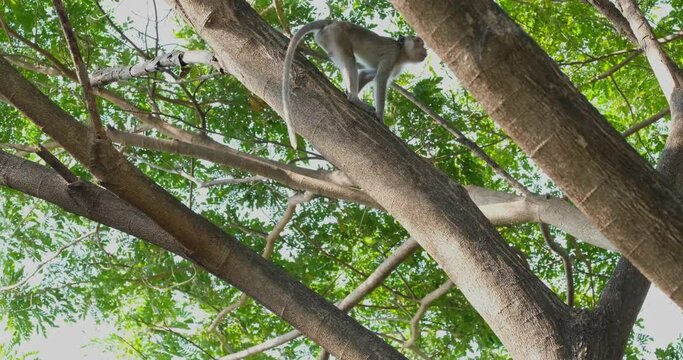 Moving from one huge branch to another during a windy morning in a forest, Crab-eating Macaque Macaca fascicularis, Thailand