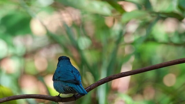 Bathing under some dripping water and then moves to the left shaking its body and also chirping, Verditer Flycatcher Eumyias thalassinus, Thailand