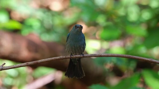Spreading its tail and wagging up and down while looking straight towards the camera seen in the forest perched on a vine, Verditer Flycatcher Eumyias thalassinus, Thailand