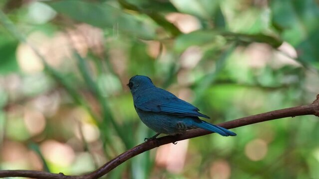 Facing to the left catching some dripping water to drink in the forest then flies up, Verditer Flycatcher Eumyias thalassinus, Thailand