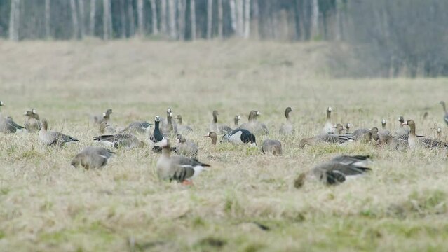 A rare red-breasted goose between white-fronted geese flock in dry grass meadow