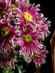 pink chrysanthemum flowers in a vase on the windowsill, macro