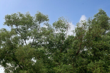 Trees