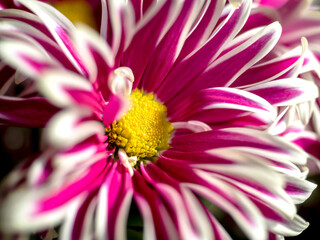 pink chrysanthemum flowers in a vase on the windowsill, soft focus